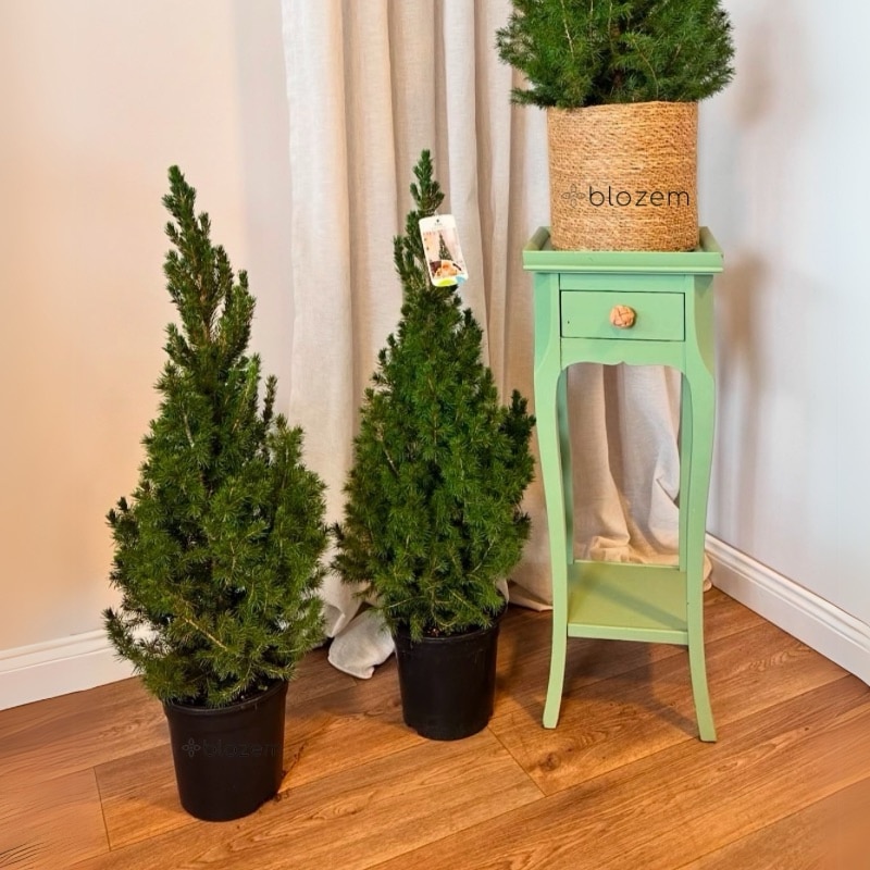 Christmas Pine Tree - Live Potted Pine Tree - Miniature Spruce