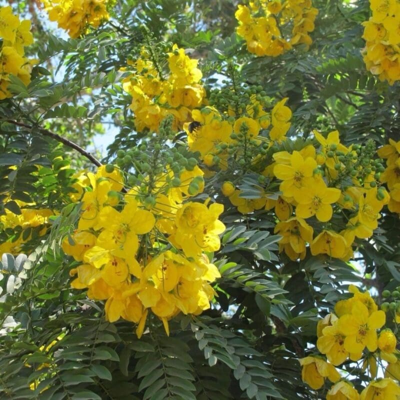 Cassia Glauca
Big Size - Image 3