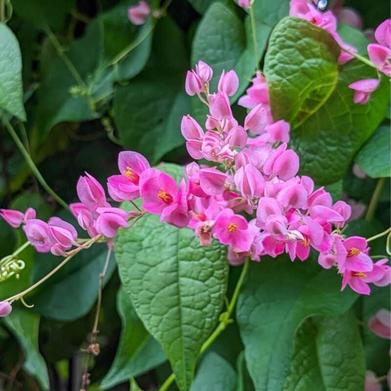 Coral vine “Mexican creeper”
(Antigonon leptopus) - Image 4