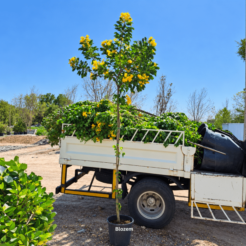 Cassia Glauca
Big Size