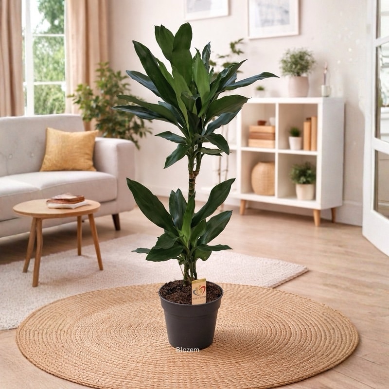 Dracaena fragrans Janet Lind - Multi Stem