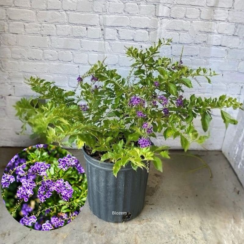 Duranta Erecta Bushy