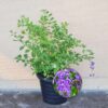 Duranta Erecta Bushy