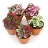 Polka Dot Plant -
Hypoestes phyllostachya

mix color(per piece)