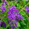 Duranta Erecta Bushy - Image 2
