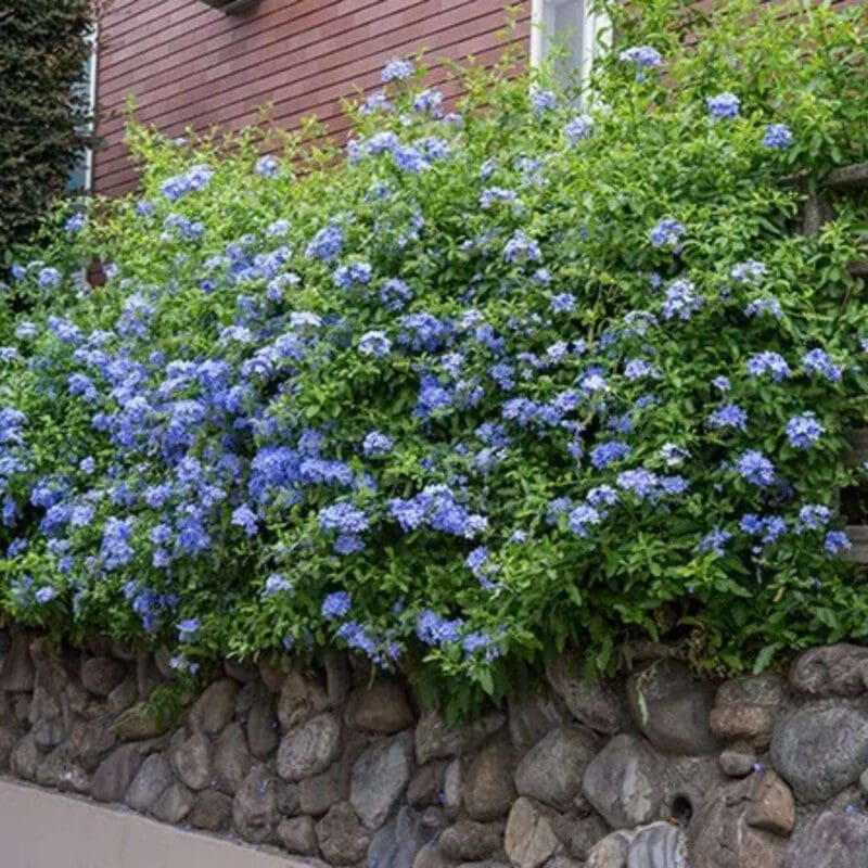 Plumbago Auriculata - Image 3