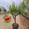 Pomegranate Tree -
Punic Granatum 
Big Size