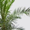 Phoenix Canariensis-Canary Island date palm - Image 2