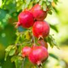 Pomegranate Tree -
Punic Granatum 
Big Size - Image 2