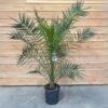 Phoenix Canariensis-Canary Island date palm