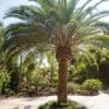 Phoenix Canariensis-Canary Island date palm - Image 3