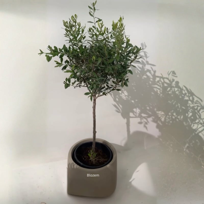 Olive Tree-Olea europaea
(1 plant)