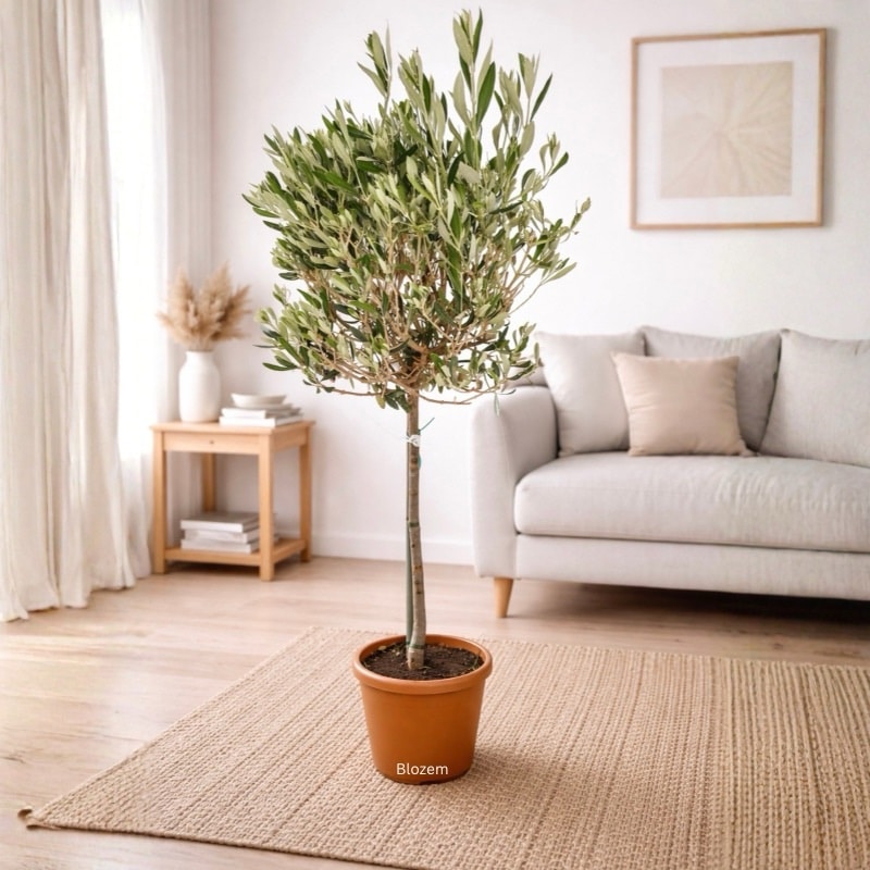 Olive Tree-Olea europaea
(1 plant)