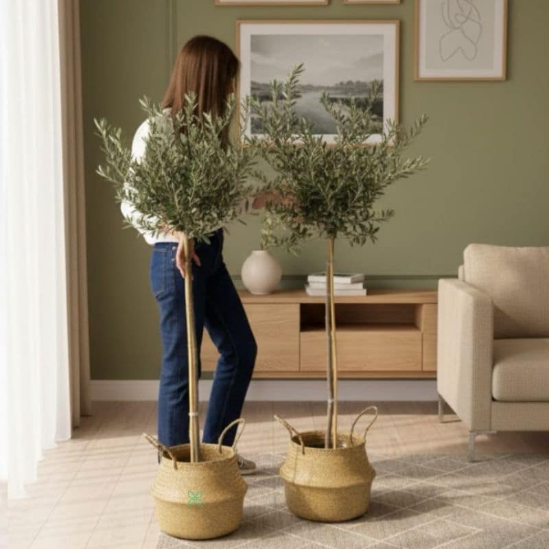 Olive Tree-Olea europaea
(1 plant)