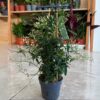 Jasmine "Jasminum polyanthum"-
Creeper plant