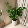 Potted Big ZZ Plant