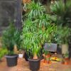 Dracaena Draco -
Multi head 
Big Size
190cm - Image 5
