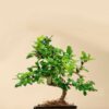 Fukien Tea Bonsai Tree-Carmona
(Table Plant) - Image 2