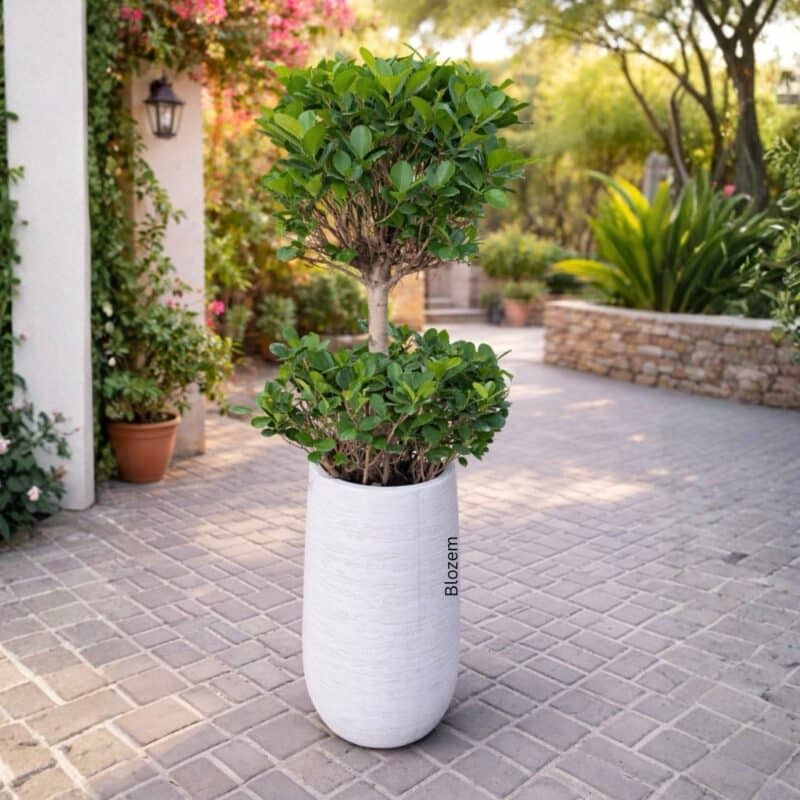 Potted Ficus Panda 2 Head with Big Pot
(Outdoor Plant)