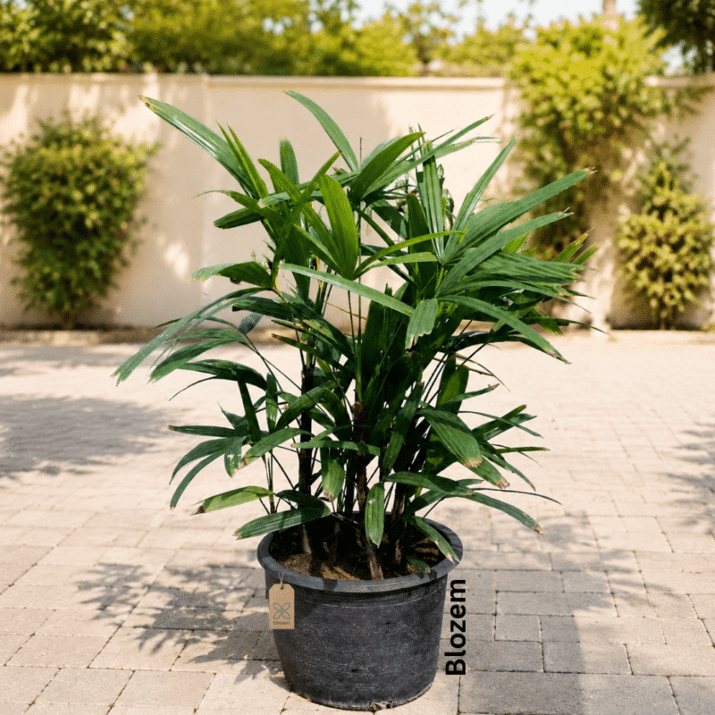 Rhapis ‘Lady Palm’