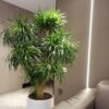 Dracaena Draco -
Multi head 
Big Size
190cm - Image 3