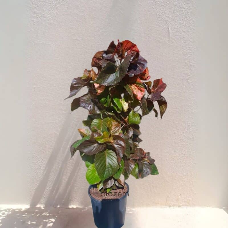 Acalypha Wilkesianaa Red