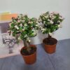 Portulacaria Afra Pink Jade Bonsai
(1 plant)