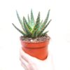 Aloe Zebrina ‘Dannyz’ - Image 2