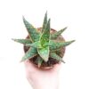 Aloe Zebrina ‘Dannyz’