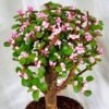 Portulacaria Afra Pink Jade Bonsai
(1 plant) - Image 2