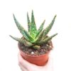 Aloe Zebrina ‘Dannyz’ - Image 3