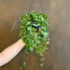 Dischidia ovata -Watermelon Plant
Hanging