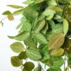 Dischidia ovata -Watermelon Plant
Hanging - Image 2