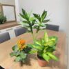 Beginner Friendly Indoor Plants Bundle 
(3 Plants) - Image 2
