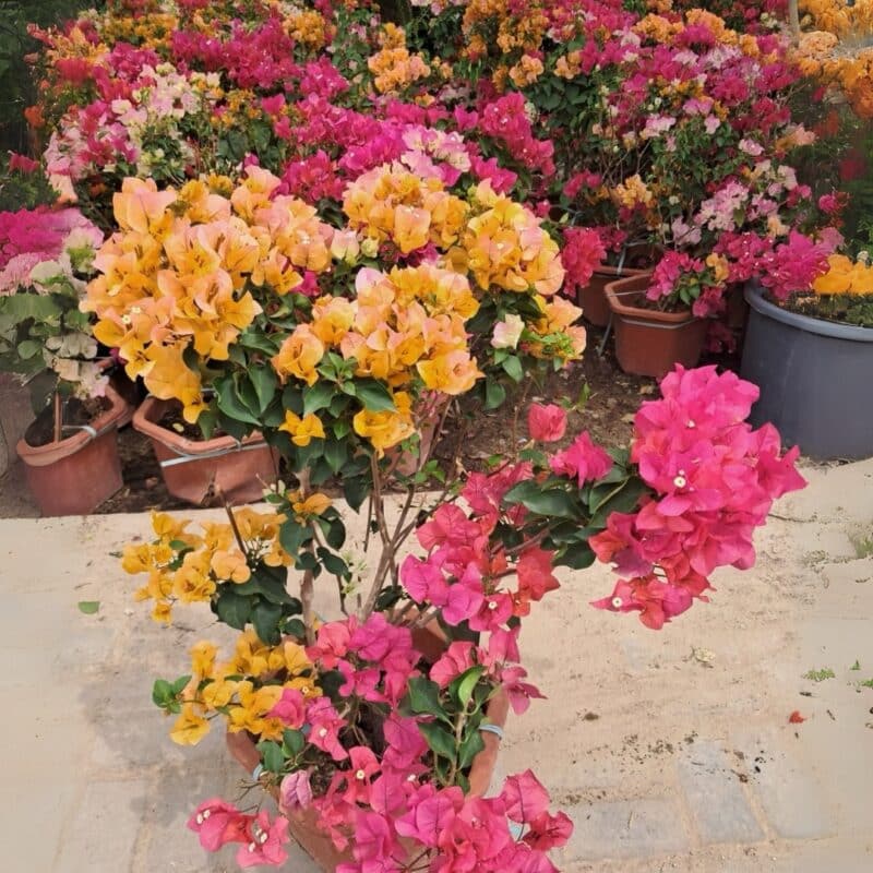 Bougainvillea Multi-Color - Image 3