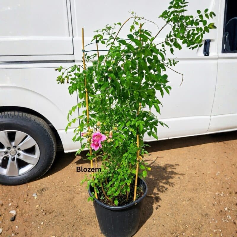Pink trumpet vine-Podranea Ricasoliana 
-Climber
