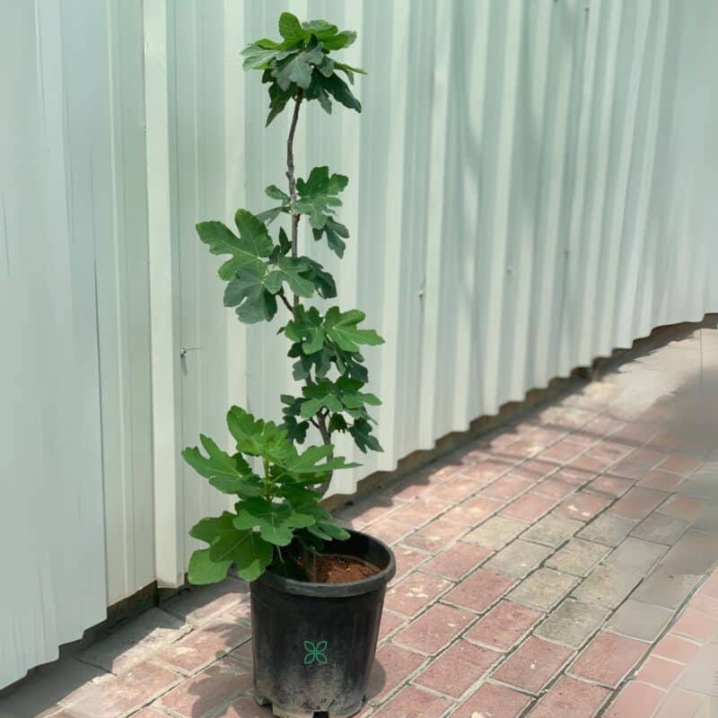 Fig Tree -Ficus Carica
(Fruit Plant)