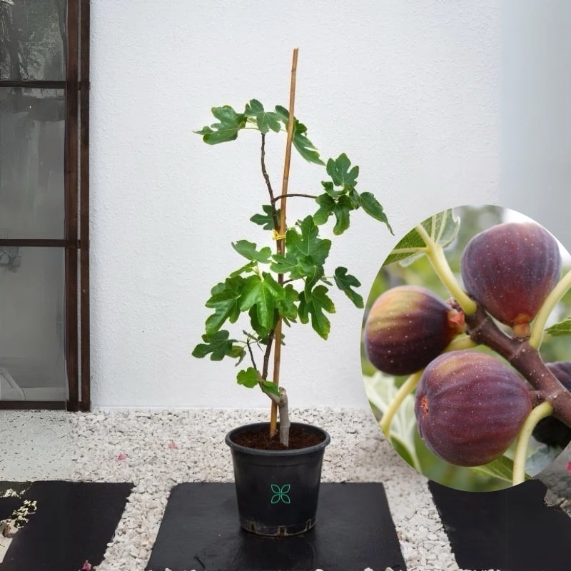 Fig Tree -Ficus Carica
(Fruit Plant)