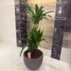 Potted Dracaena fragrans Janet Craig