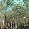 Rosy Trumpet Tree-Tabebuia Rosea Tree
Big size - Image 3