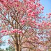Rosy Trumpet Tree-Tabebuia Rosea Tree
Big size