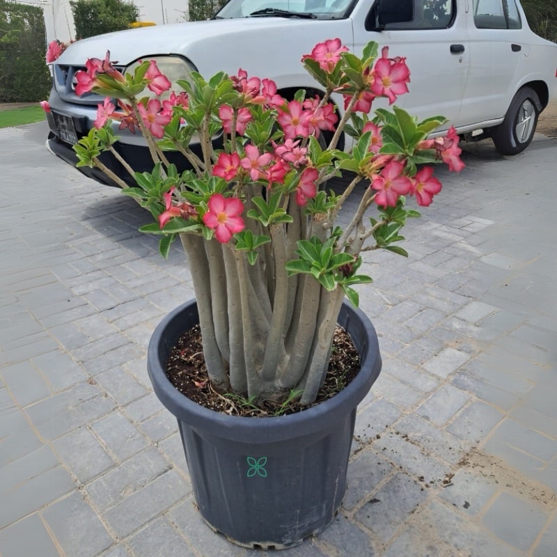 Desert Rose Dark Pink-Adenium Obesum
Big Size