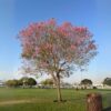Rosy Trumpet Tree-Tabebuia Rosea Tree
Big size - Image 4