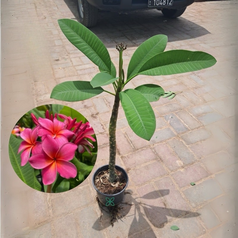 Plumeria obtusa “Frangipani” Dark Pink