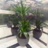 Potted Dracaena fragrans Janet Craig - Image 2