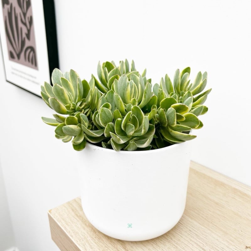 Crassula Swaziensis Variegata