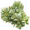Crassula Swaziensis Variegata - Image 3
