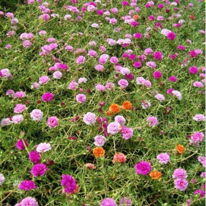 Portulaca Grandiflora Mixed Color 
1 Box(25 pieces)