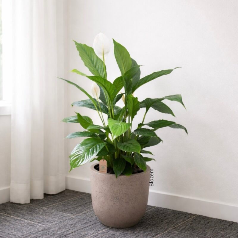 Potted Big Peace Lily
