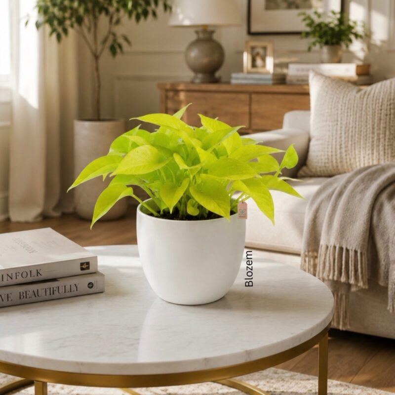 Potted Golden Neon Pothos With White Ceramic Pot
(Table Plant)